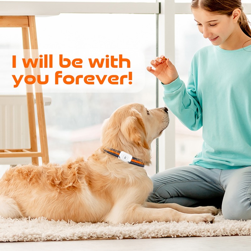 Pet GPS AGPS Tracking Device 4 - Pet Gps Tracker Collar review and price
